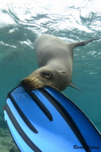 Tasting time :-)
Playful sea lion by Raoul Caprez 